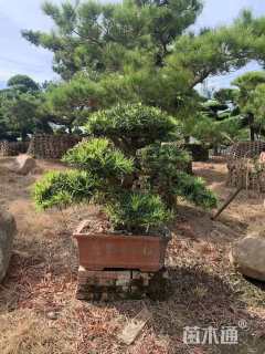 27公分罗汉松