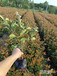 0.5公分红叶石楠