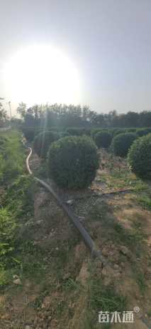 冠幅100厘米卫矛球