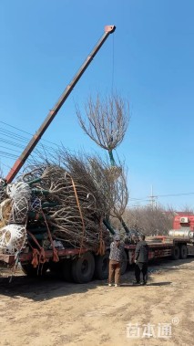 14公分樱花
