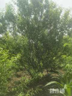 14公分青叶碧桃