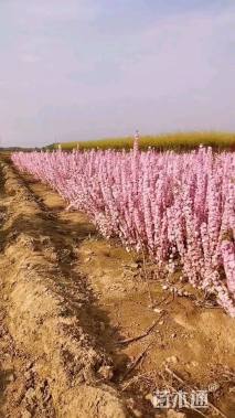 高度120厘米郁李