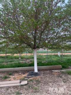 18公分染井吉野樱