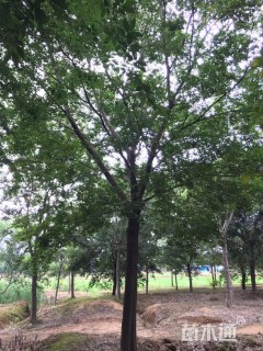 18公分榉树