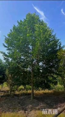 15公分乐昌含笑