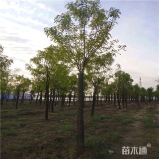 10公分香花槐