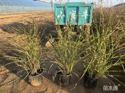 高度20厘米斑叶芒