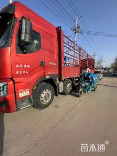 高度20厘米龟甲冬青