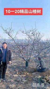 12公分山楂树