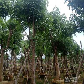 12公分黄花腊肠树