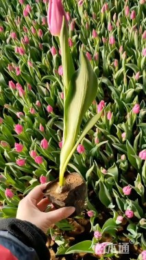 高度40厘米郁金香