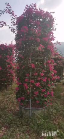 100公分造型三角梅