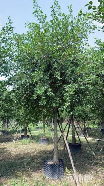 6公分细叶榕