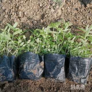 高度17厘米千屈菜