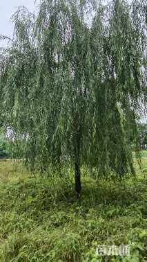 15公分青皮垂柳