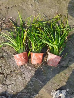 高度30厘米常绿萱草