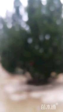 高度800厘米龙柏