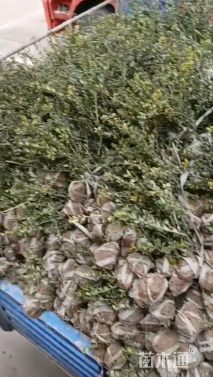 高度30厘米龟甲冬青