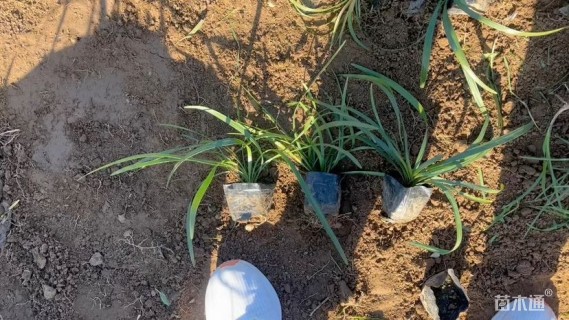 高度15厘米沿阶草