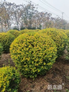 高度200厘米金冠女贞