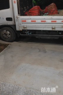 6公分紫薇