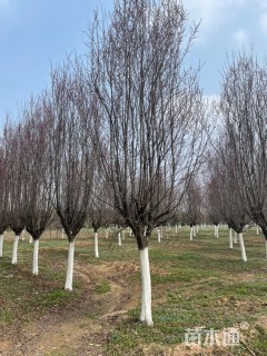 10公分大叶女贞