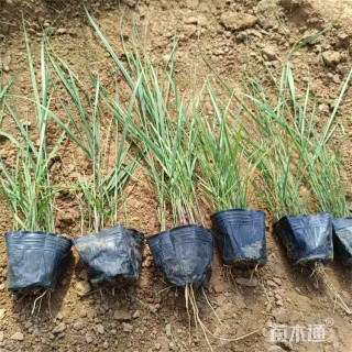 高度30厘米柳枝稷