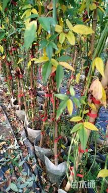 高度100厘米蔷薇