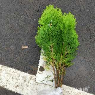 高度40厘米洒金柏