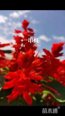 一串红种子
