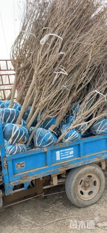 高度300厘米木槿