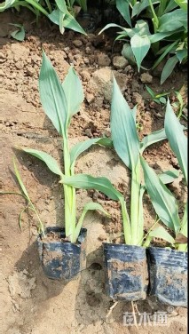 高度50厘米粉美人蕉