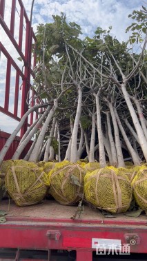 高度300厘米核桃