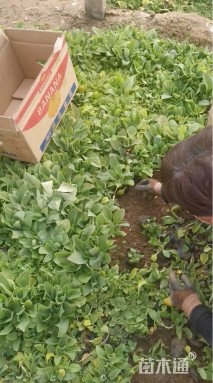 高度20厘米毛地黄