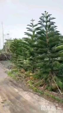 5公分南洋杉