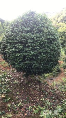 高度250厘米美人茶