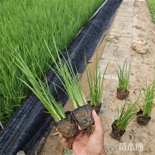 高度20厘米马莲