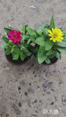 高度15厘米百日草