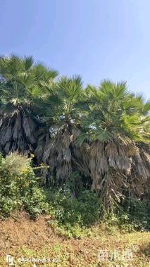 裸干高700厘米华盛顿棕榈