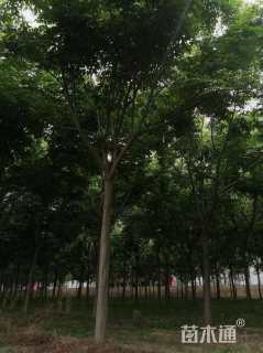 26公分栾树