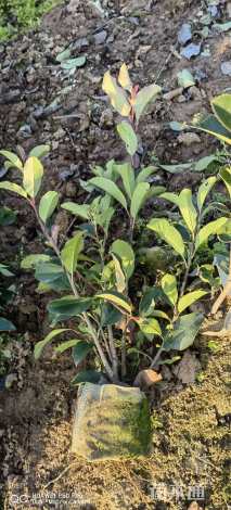 0.8公分红叶石楠