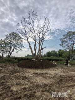 40公分(5杆)丛生乌桕