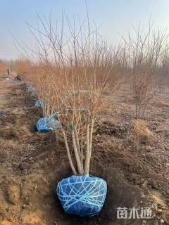 高度300厘米丛生五角枫