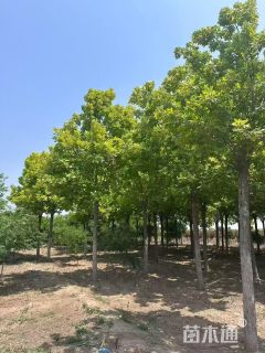 10公分金叶白蜡