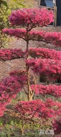 高度100厘米红花继木