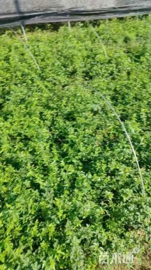 高度50厘米云南黄馨