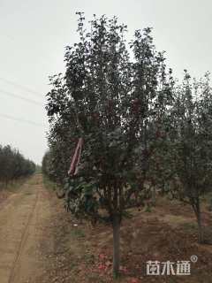 13公分八棱海棠