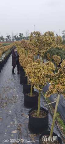 高度300厘米亮金女贞（亮晶女贞）