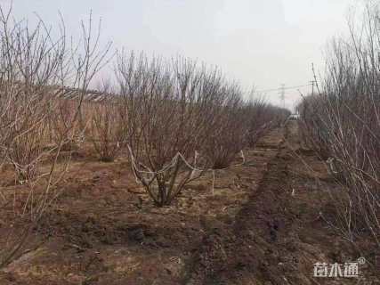 高度3000厘米丁香