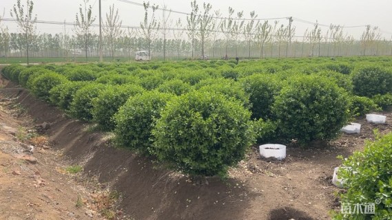 冠幅150厘米卫矛球